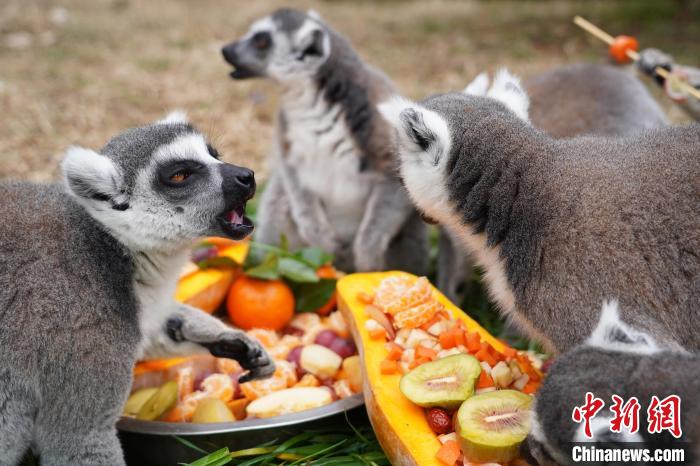 杭州野生動物世界が動物のために特製「年越し料理」準備