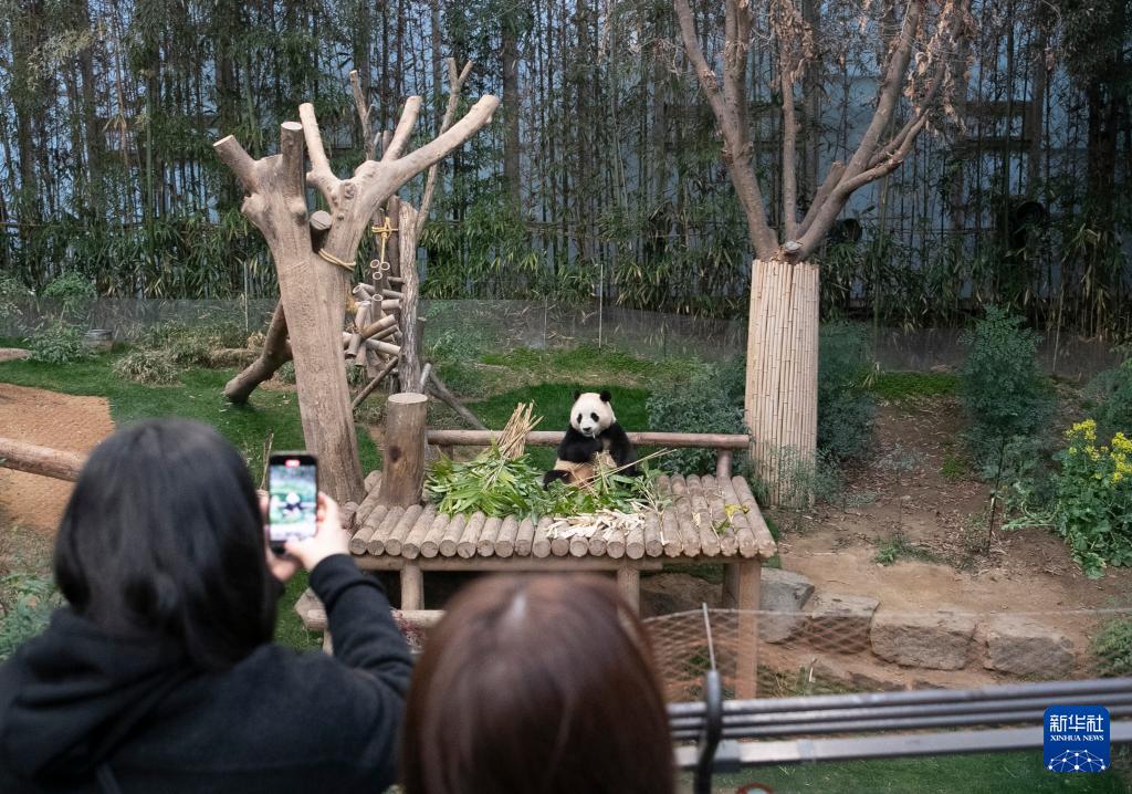 4月の中国への返還控え、韓国のパンダ「福宝」との別れ惜しむパンダファンたち