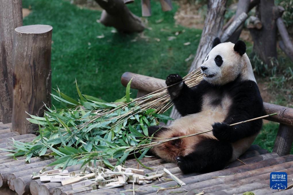 4月の中国への返還控え、韓国のパンダ「福宝」との別れ惜しむパンダファンたち