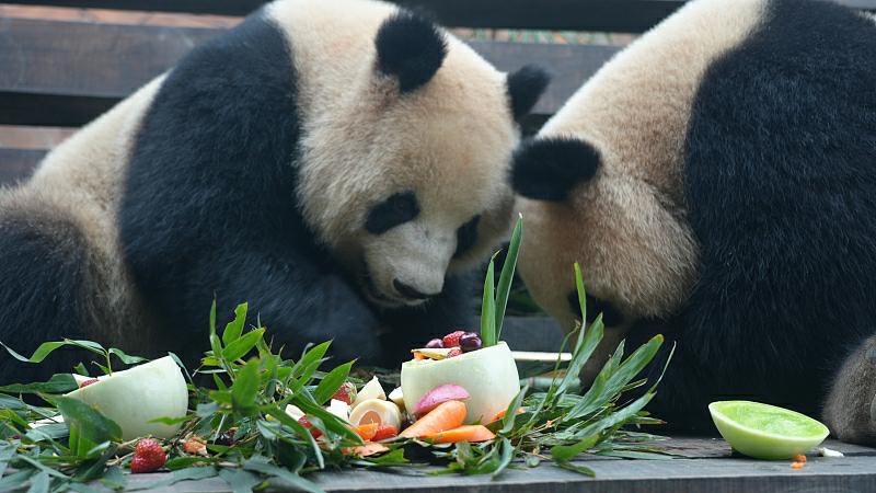 元宵節の特別メニューを楽しむ動物たち　重慶