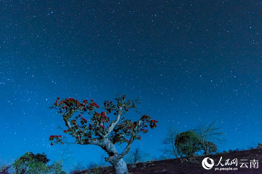 夜空に広がる星空と見頃を迎えたシャクナゲ　雲南省大理