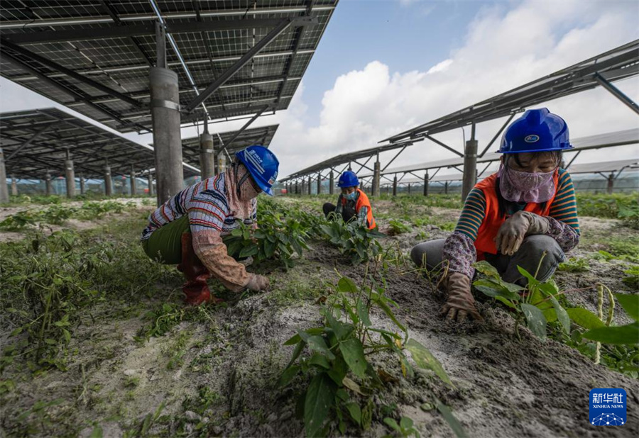 アルカリ性土壌で太陽光発電、パネル下で野菜を栽培　海南省文昌市