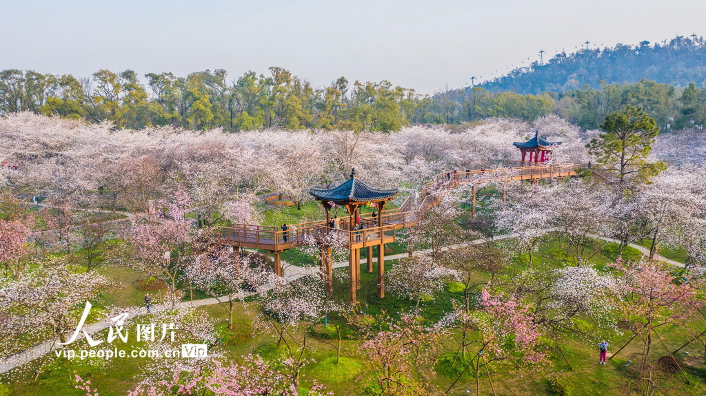 満開を迎えた東湖の桜　湖北省武漢