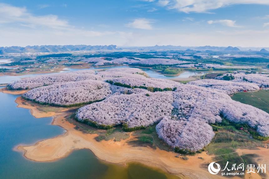 貴州で1万ムーの桜が開花、ピンク色の花の海に