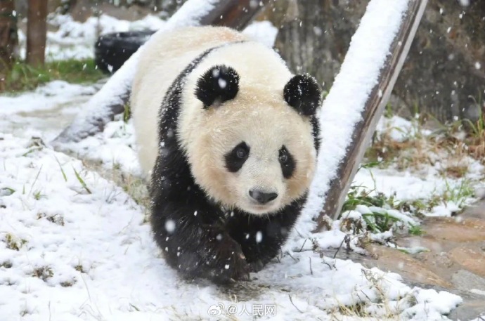 パンダ「爽爽」が病死、人間だと100歳近い高齢　日本・神戸王子動物園