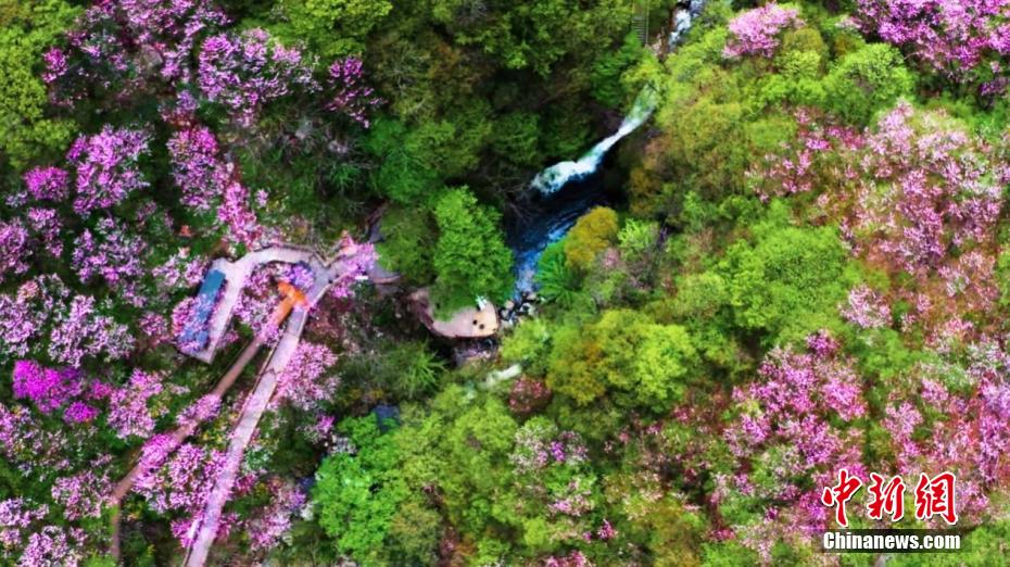 上空から俯瞰した秦嶺山脈奥地に広がる春景色（写真提供・太平国家森林公園）。