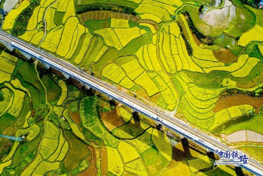 雪峰山トンネルを出て、菜の花の海へ走り出す滬昆高速鉄道の列車。（撮影・梁雅白）