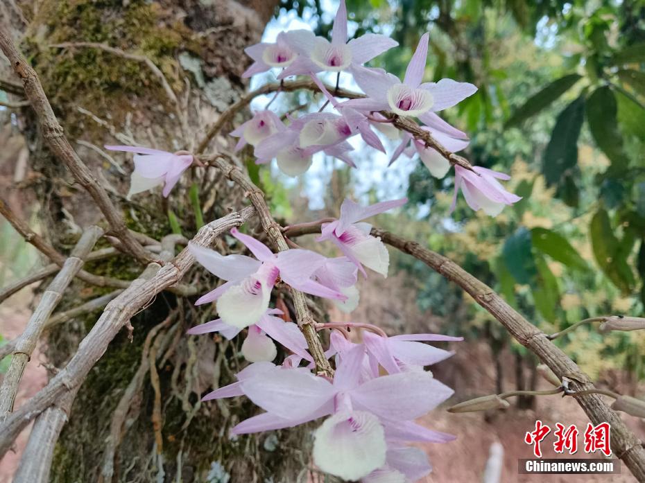 艶やかに咲くセッコクの花々　雲南・寧洱