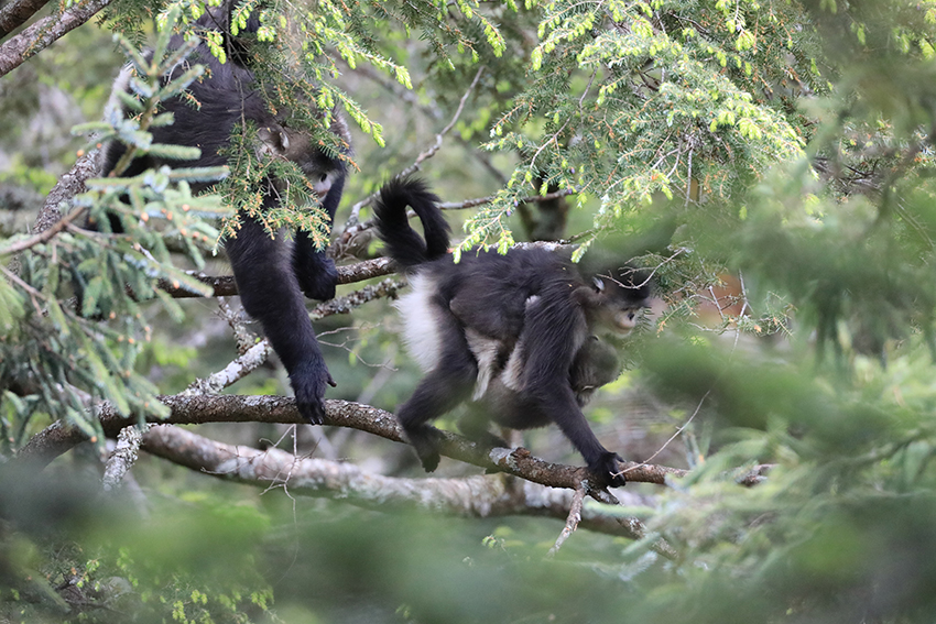 枝から枝へに飛び回るウンナンシシバナザル（写真提供・怒江州林業・草原局）。