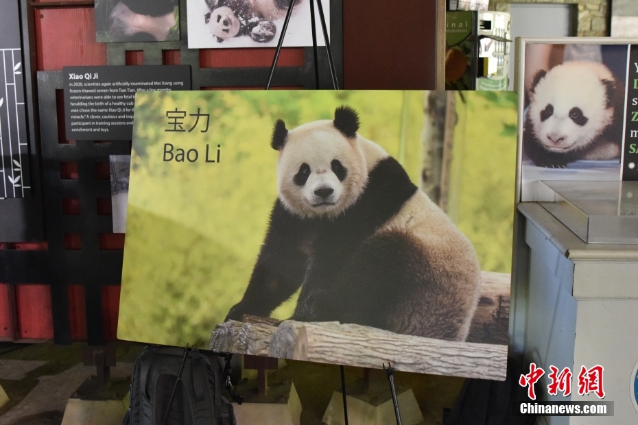 米ワシントン国立動物園が今年末にパンダ2頭を受け入れることを発表