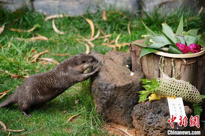 端午節を控え、特製ちまきを楽しむ動物たち　雲南省昆明