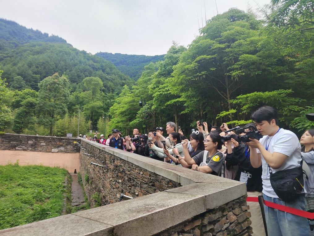 韓国の四川旅行ブームに火をつけたパンダ「福宝」