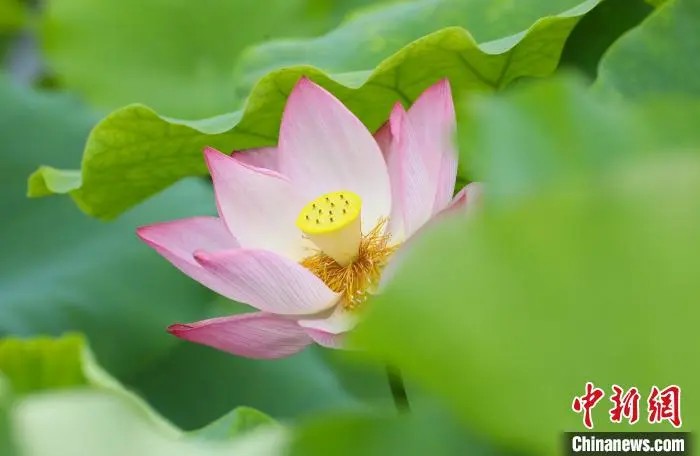 見頃を迎えた蓮の花（撮影・陳家楽）。