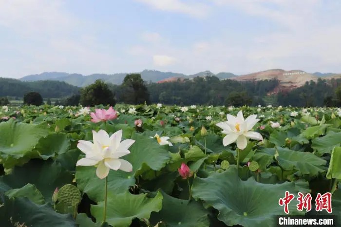 広昌県姚西村で咲き誇る白蓮の花（撮影・熊錦陽）。