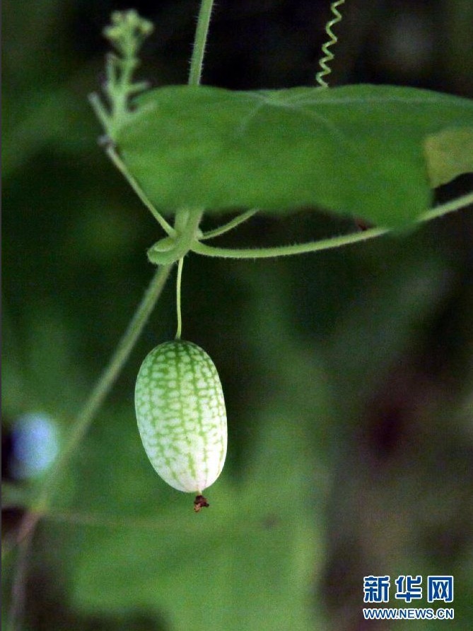 峤ǡֿƻإΥפ