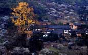 蘇った「空の巣」の村　銅板屯の繁栄の夢