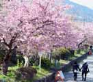 日本の伊豆半島　春を告げる桜