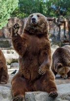 スペイン　手を振って挨拶する動物園のヒグマ