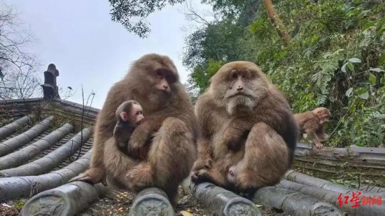 峨眉山のサル（画像提供・峨眉山景勝地）。